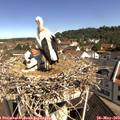10_25-nest.jpg