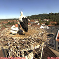 10_30-nest.jpg