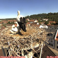10_35-nest.jpg