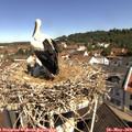 10_40-nest.jpg