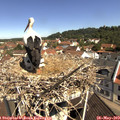 10_45-nest.jpg