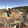 10_50-nest.jpg
