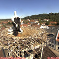 10_55-nest.jpg