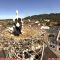 11_00-nest.jpg