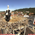 11_05-nest.jpg