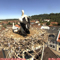 11_10-nest.jpg