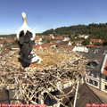 11_20-nest.jpg