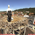 11_25-nest.jpg