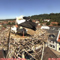 11_40-nest.jpg