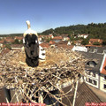 11_45-nest.jpg
