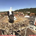 11_50-nest.jpg