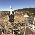 11_55-nest.jpg