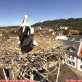 12_00-nest.jpg
