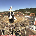 12_05-nest.jpg