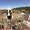12_10-nest.jpg