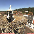 12_15-nest.jpg