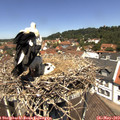 12_20-nest.jpg