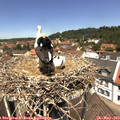 12_25-nest.jpg