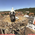12_30-nest.jpg
