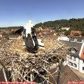 12_35-nest.jpg