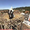 12_40-nest.jpg