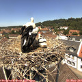 12_45-nest.jpg