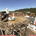 12_50-nest.jpg