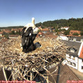 12_55-nest.jpg