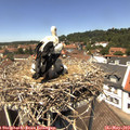13_00-nest.jpg