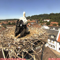 13_05-nest.jpg