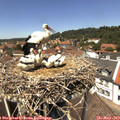 13_10-nest.jpg