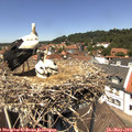 13_15-nest.jpg