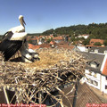 13_20-nest.jpg