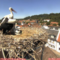 13_25-nest.jpg