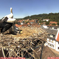 13_30-nest.jpg