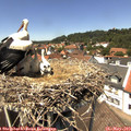 13_35-nest.jpg