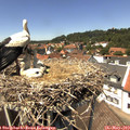 13_40-nest.jpg