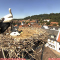 13_45-nest.jpg