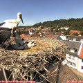 13_50-nest.jpg
