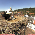 13_55-nest.jpg