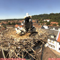 14_00-nest.jpg