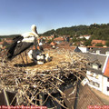 14_05-nest.jpg