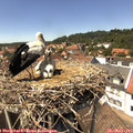 14_10-nest.jpg