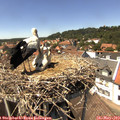 14_15-nest.jpg