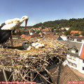 14_20-nest.jpg