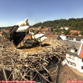 14_25-nest.jpg
