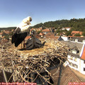 14_30-nest.jpg