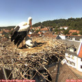 14_35-nest.jpg