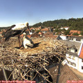 14_40-nest.jpg