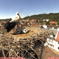 14_45-nest.jpg